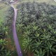 Petani di Kaltim Beralih ke Sawit, Produksi Beras Menurun