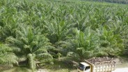 Menteri Agraria AHY Minta Dana Replanting untuk Petani Sawit jadi Rp60 Juta