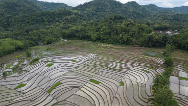 Target Produksi Padi Yogyakarta