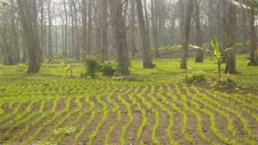 Genjot Produksi Beras, Kementan Minta Gapki Tanam Padi di Lahan Sawit