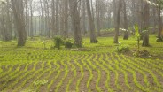 Genjot Produksi Beras, Kementan Minta Gapki Tanam Padi di Lahan Sawit