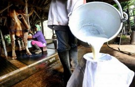 RI Butuh 2,5 Juta Sapi Perah Aktif Untuk Jalankan Program Susu Gratis