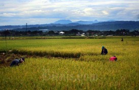 200 Hektare Tanaman Padi di Kutai Kartanegara Mulai Panen