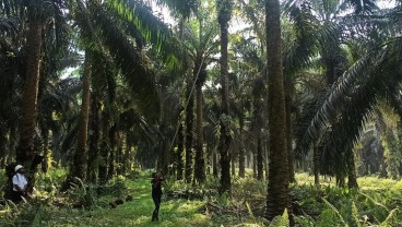 Grup Rajawali (BWPT) Cetak Kenaikan Laba 10 Kali Lipat pada 2023