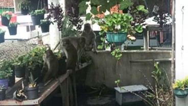 Monyet Ekor Panjang Berkeliaran di Pemukiman Bandung, Ini Penyebabnya Menurut Ahli