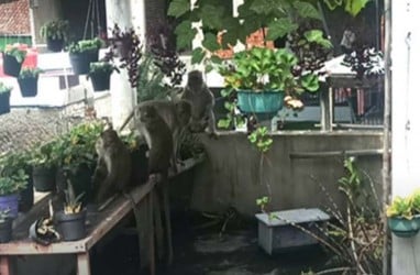 Monyet Ekor Panjang Berkeliaran di Pemukiman Bandung, Ini Penyebabnya Menurut Ahli