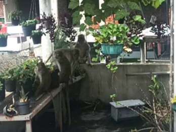 Monyet Ekor Panjang Berkeliaran di Pemukiman Bandung, Ini Penyebabnya Menurut Ahli
