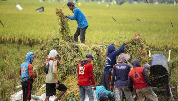Harga Gabah Kering Alami Kenaikan Menjadi Rp1,1 Juta Per Kuintal