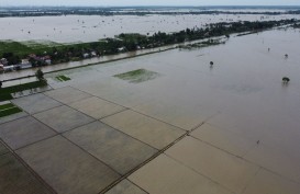 907 Hektare Sawah di Kabupaten Cirebon Terdampak Banjir