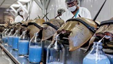 Manfaat Kepiting Tapal Kuda Bagi Kesehatan Tubuh