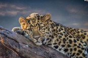 Konservasi Macan Tutul Jawa di Gunung Ijen dan Gunung Raung akan Dilaksanakan 2 Tahun