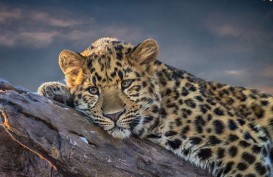 Konservasi Macan Tutul Jawa di Gunung Ijen dan Gunung Raung akan Dilaksanakan 2 Tahun