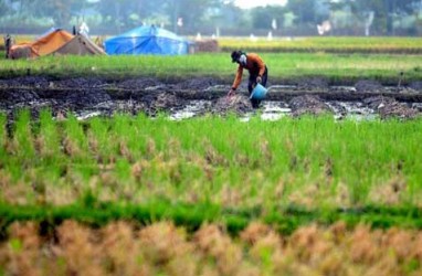 Pemulihan 2.082 Ha Lahan Pertanian Demak Terdampak Banjir Dimulai