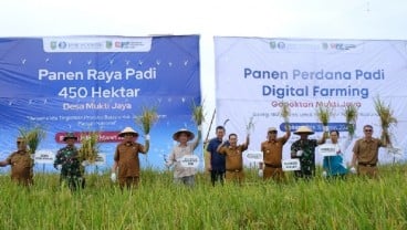 BI Riau Bersama TPID Rokan Hilir Panen Raya Padi 3.000 Ton