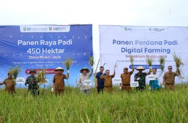 BI Riau Bersama TPID Rokan Hilir Panen Raya Padi 3.000 Ton