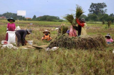 Panen Raya April, Jabar Hasilkan 737.000 Ton Beras