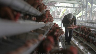 Harga Beras Mulai Turun, Telur dan Daging Ayam Malah Naik Jelang Ramadan