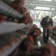 Harga Beras Mulai Turun, Telur dan Daging Ayam Malah Naik Jelang Ramadan