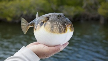 Kenali 10 Fakta Ikan Buntal, Sangat Beracun Bisa Menyebabkan Kematian