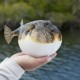 Kenali 10 Fakta Ikan Buntal, Sangat Beracun Bisa Menyebabkan Kematian