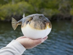 Kenali 10 Fakta Ikan Buntal, Sangat Beracun Bisa Menyebabkan Kematian