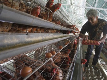Harga Telur Ayam Meroket, Rp34.000 per Kilogram Jelang Ramadan