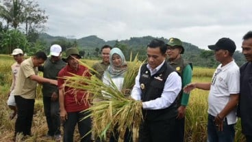 Tekan Angka Inflasi, Jabar Mulai Panen Raya Padi di Majalengka