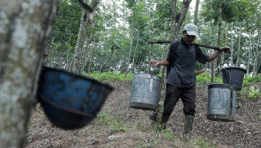 Potensi Produksi Karet Alam di Indonesia Mencapai 2,6 juta Ton Pada 2024