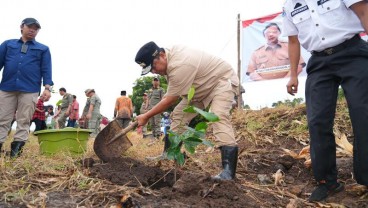 Ingin Buat Industri Nangka Madu, Sulsel Pacu Penanaman 2 Juta Pohon Tahun ini