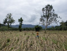 Sumatra Barat Tetapkan Tanggap Darurat Bencana, Ini Data Kerusakan dan Korban Jiwa