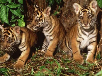 Viral Penampakan 2 Harimau di Pekarangan Rumah Warga di Riau