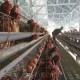 Bapanas Sebut Pakan Picu Harga Ayam dan Telur Naik, Mentan Jawab untuk THR Peternak