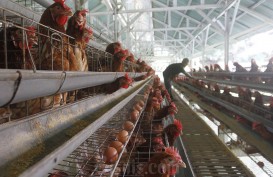 Bapanas Sebut Pakan Picu Harga Ayam dan Telur Naik, Mentan Jawab untuk THR Peternak