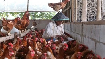 Bapanas Sebut Pakan Picu Harga Ayam dan Telur Naik, Mentan Jawab untuk THR Peternak