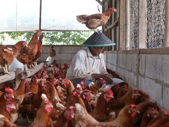 Bapanas Sebut Pakan Picu Harga Ayam dan Telur Naik, Mentan Jawab untuk THR Peternak