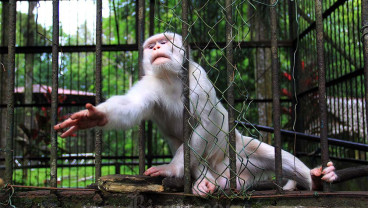 Rencana Relokasi Satwa Medan Zoo