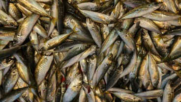 Mengenal Elver, Ikan Termahal yang Harganya Capai Rp30 Juta