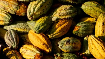 Cuaca Buruk Bikin Sulit Cari Biji Cokelat, Korporasi Raksasa Kelimpungan