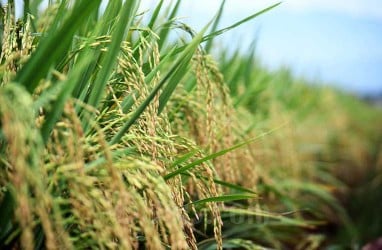 Produksi Padi Turun Risaukan Petani di Garut