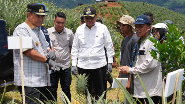 Bangun Industri Nanas Ekspor, Sulsel Targetkan Budi Daya 20.000 Hektare