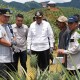 Bangun Industri Nanas Ekspor, Sulsel Targetkan Budi Daya 20.000 Hektare