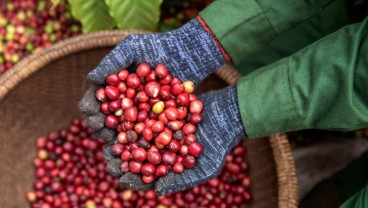 Kabar Pahit Pencinta Kopi, Dunia Kekurangan Robusta akibat Gelombang Panas