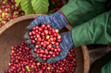 Kabar Pahit Pencinta Kopi, Dunia Kekurangan Robusta akibat Gelombang Panas