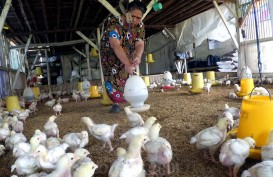 Harga Daging Ayam Melonjak Jelang Lebaran, Kemendag: Ulah Pedagang