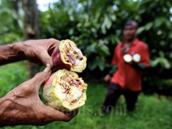 Harga Kakao Melejit, Kemenperin Racik Strategi untuk Industri Cokelat Lokal