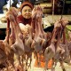 Daging Ayam Jadi Penyebab Utama Inflasi di Kota Malang pada Maret 2024