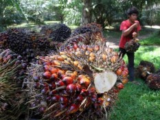 Harga Sawit Riau Naik Lagi, Hampir Rp3.000 per Kg