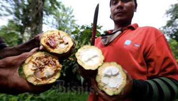Pasar Kakao Genting, Pabrik Cokelat Indonesia (Tak) Adem Ayem