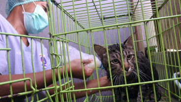 Tempat Penitipan Hewan Mulai Penuh Jelang Mudik Lebaran