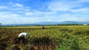 Belasan Ribu Hektare Sawah di Kuningan Masuki Panen Raya